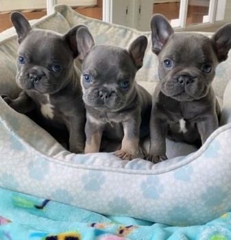 Well Trained Blue French Bulldog Puppies