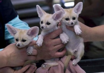 Charming Fennec fox  available