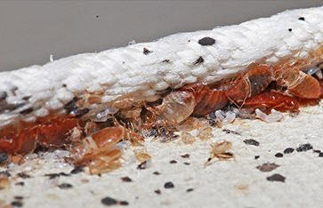 Cockroach Control Sydney