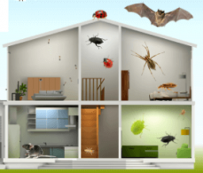 Pest Control Ipswich