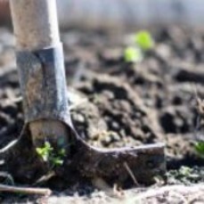 Sorts Of Natural Mulch And Use