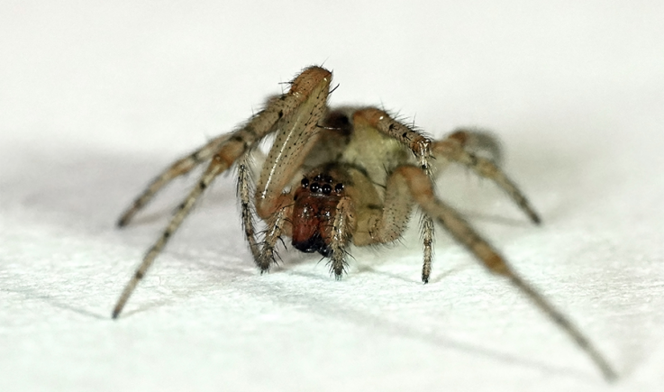 Pest Control Ainslie