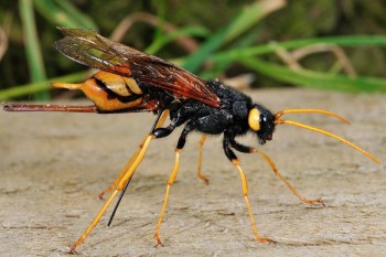 Pest Control North Lakes