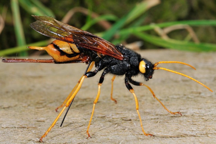 Pest Control North Lakes