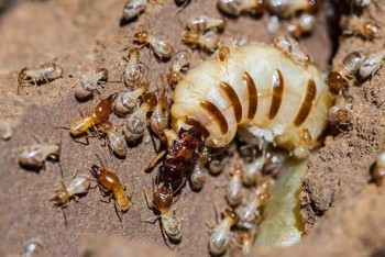 Pest Control Palm Beach