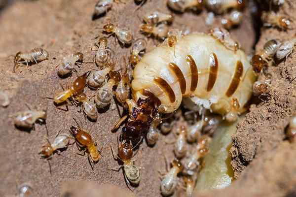 Pest Control Palm Beach