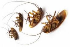 Pest Control Ormeau
