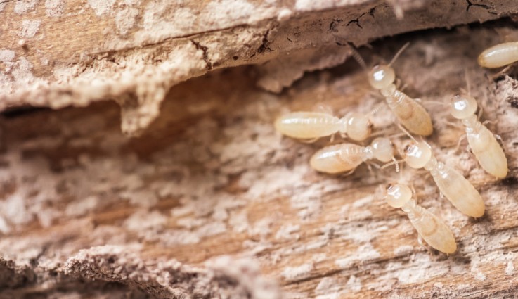 Pest Control Ormeau