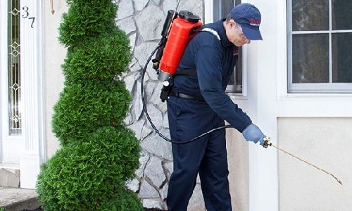 Pest Control Perth - Rat Pest Control Perth