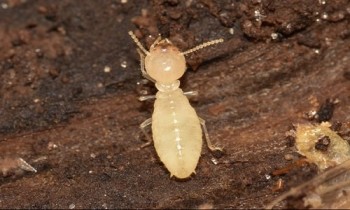 Pest Control Perth - Eco Safe Pest Control Perth