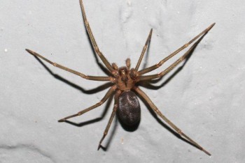 Pest Control Labrador