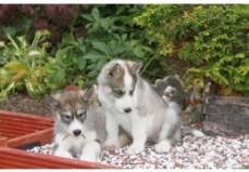 MALE AND FEMALE SIBERIAN HUSKY PUPPIES A