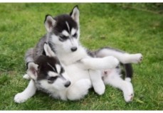 Healthy Siberian Husky puppies Now Avail