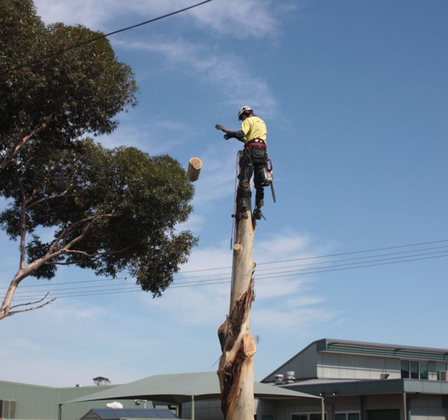 Get Cost-Effective Tree Stump Removal in Castlemaine -  A & P Tree Services 