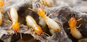 Pest Control Wollongong