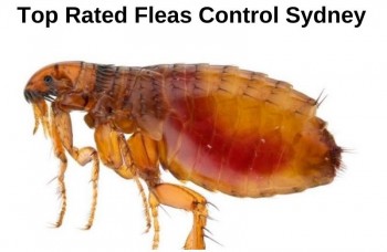 Flea Control Sydney