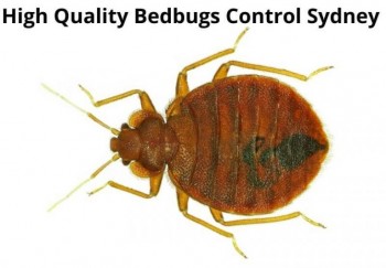 Bedbugs Control Sydney