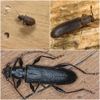 Pest Control Truganina