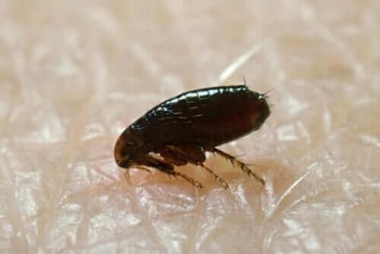 Squeak Pest Control Melbourne