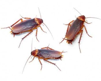 Squeak Pest Control Melbourne