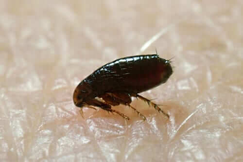 Squeak Pest Control Melbourne