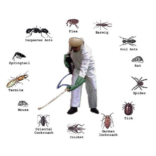 Squeak Pest Control Melbourne