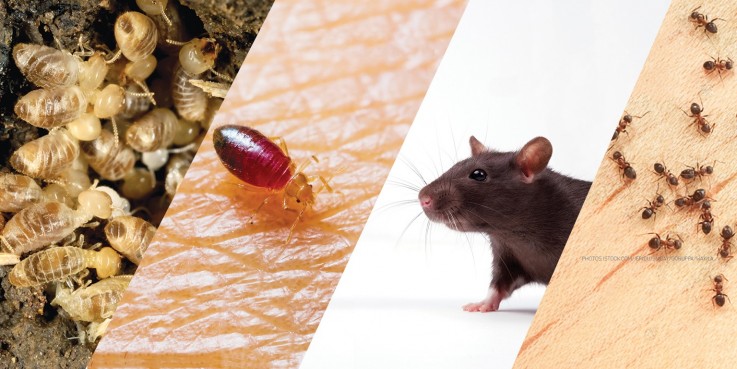 Squeak Pest Control Melbourne