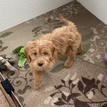  F1 Mini Goldendoodle puppies For sale