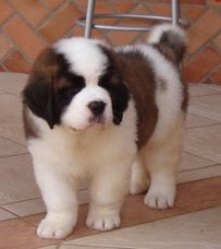Saint Bernard Puppies For sale