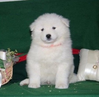 purebred Samoyed puppies For sale