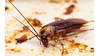 Pest Control Warragul