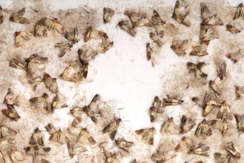 Pest Control Warragul