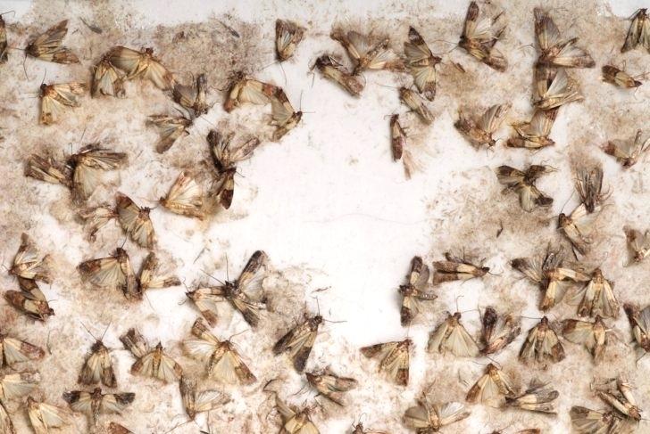 Pest Control Warragul