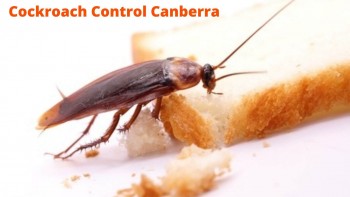 Cockroach Control Canberra