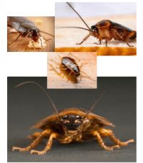 Cockroach Control Perth