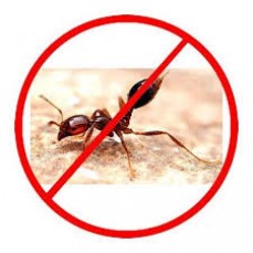 Ant Control Brisbane