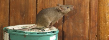 Rodent Control Canberra