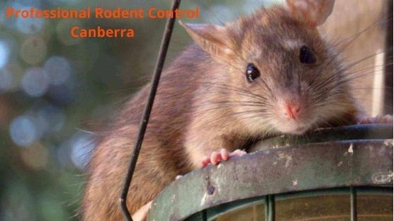 Rodent Control Canberra