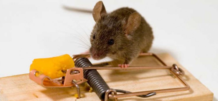 Rodent Control Canberra