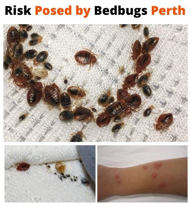 Bedbugs Control Perth