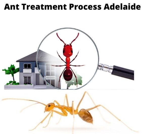 Ant Control Adelaide