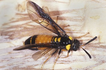 Bees and Wasp Control Brisbane