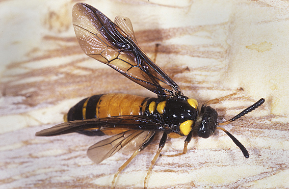 Bees and Wasp Control Brisbane