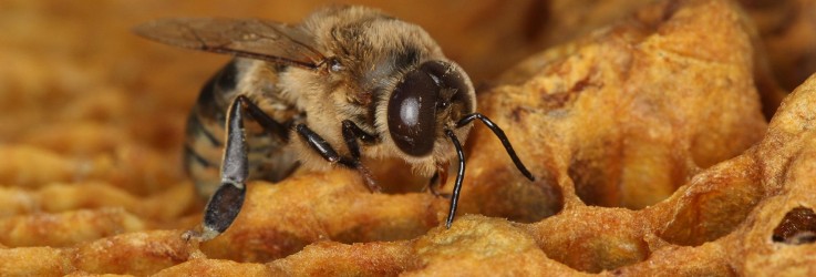 Bees and Wasp Control Brisbane