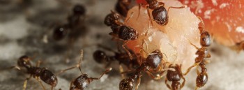 Ant Control Brisbane
