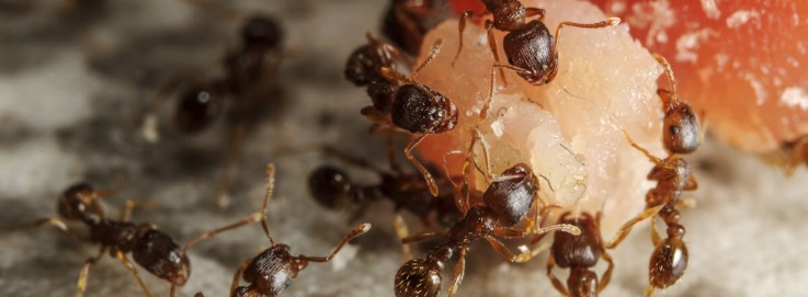 Ant Control Brisbane
