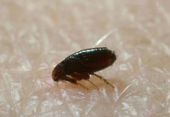 Pest Control Wahroonga