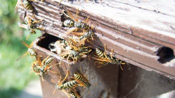 Pest Control Wahroonga