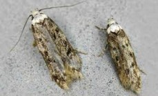 Pest Control Wahroonga