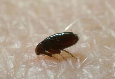 Pest Control Wahroonga